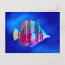 Suche nach tropische fische postkarten Tier