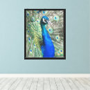 Suche nach feathers leinwandbilder Tiere