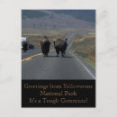 Suche nach yellowstone postkarten Bison
