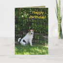 Suche nach jackrussell terrier postkarten Welpen
