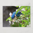 Suche nach indigo postkarten Blüten