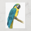 Suche nach macaw Ara