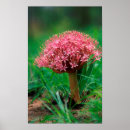 Suche nach agapanthus poster Blume