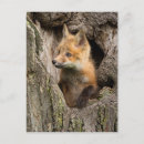 Suche nach babyfuchs postkarten Tiere