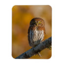 Suche nach eule magnete Berichterstatter