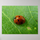 Suche nach marienkäfer poster Blatt