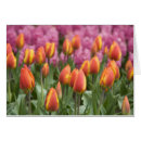 Suche nach lisse Blüte