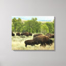 Suche nach bison leinwandbilder Begierig