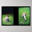 Suche nach baby affe poster Mutter