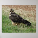 Suche nach bussard poster Greifvögel
