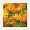 Suche nach wilde blume magnete Blumenreich