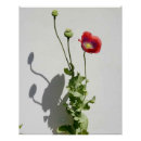 Suche nach opium poster Blume