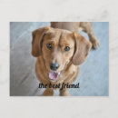 Suche nach hund postkarten Foto