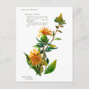 Suche nach safran postkarten Blume