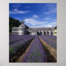 Suche nach provence poster Lavendel