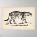 Suche nach leopard poster Wildtiere