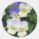 Suche nach stiefmütterchen aufkleber Lila