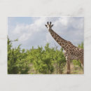 Suche nach afrika postkarten Horizontal