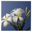 Suche nach plumeria fliesen Hawaii