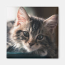 Suche nach hauskatze magnete Betrachten der kamera