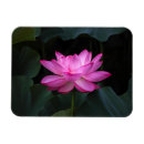 Suche nach lotus magnete Wasserlilie