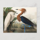 Suche nach john james audubon postkarten Illustration