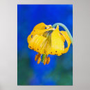 Suche nach lilium poster Gelb