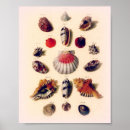 Suche nach seashells poster Nautisch