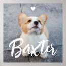 Suche nach begleiter poster Haustier