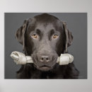 Suche nach schokolade labrador poster Haustier