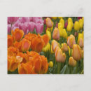 Suche nach keukenhof postkarten Holland