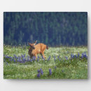 Suche nach wieser fotoplatten Wildblumen