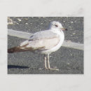 Suche nach möwe postkarten Tier