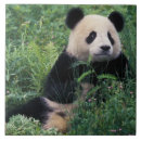 Suche nach großer panda fliesen Tier