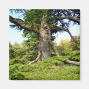 Suche nach zeder magnete Baum