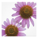 Suche nach hoch poster Blume