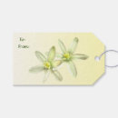 Suche nach stern von bethlehem Blume