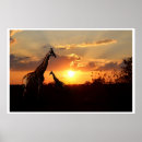 Suche nach afrikanischer sonnenuntergang poster Natur