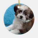 Suche nach havanese ornamente Rettung