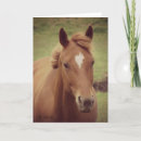 Suche nach scotch karten Pferd