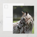 Suche nach appaloosa postkarten Stehend