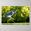 Suche nach storch poster Vogelvogel