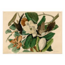 Suche nach audubon vögel poster Grün