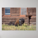 Suche nach bison poster Begierig