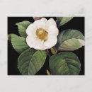 Suche nach durch pierre joseph redoute postkarten Kamelien