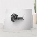 Suche nach mollusken postkarten Schnecke