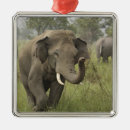 Suche nach indische elefanten ornamente Wiese
