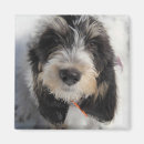 Suche nach für welpen magnete Hund