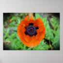 Suche nach mohn poster Sommer