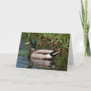 Suche nach drake karten Wasservögel